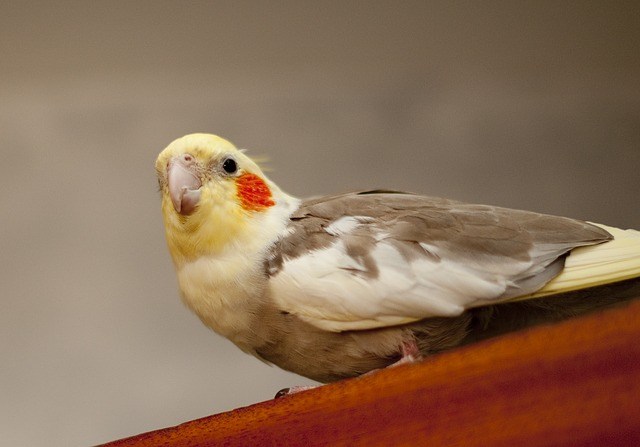 オカメインコシナモン