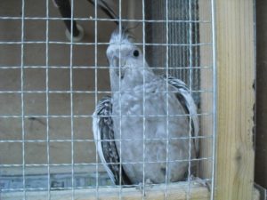 オカメインコ　卵詰まり　卵秘