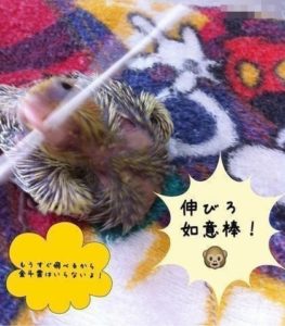 おかめいんこ　放鳥