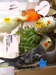 オカメインコ　野菜　豆苗