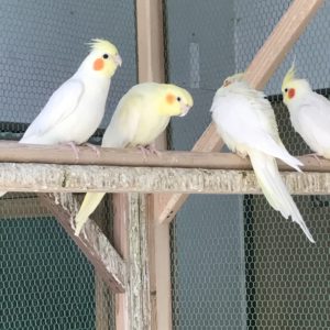 オカメインコ　ルチノー
