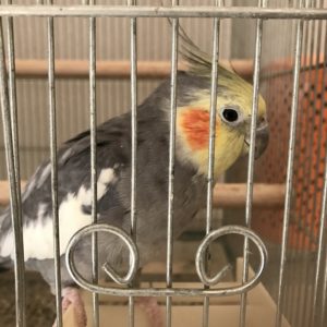 高齢オカメインコの世話