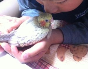 オカメインコ　手乗り