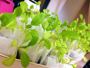 オカメインコ　野菜　青菜　豆苗