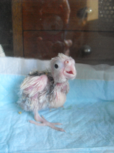 オカメインコのヒナの飼育容器と保温