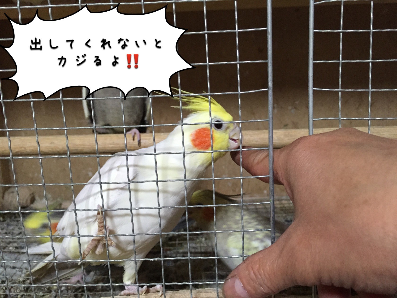 オカメインコが噛む6つの理由 噛む力は相当強し 噛み癖の直し方を行動分析学から知ろう オカメインコファン