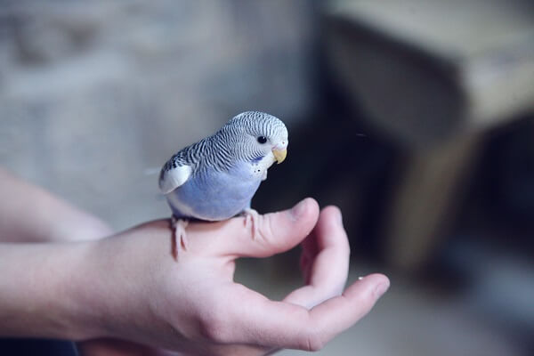 インコの遊び道具