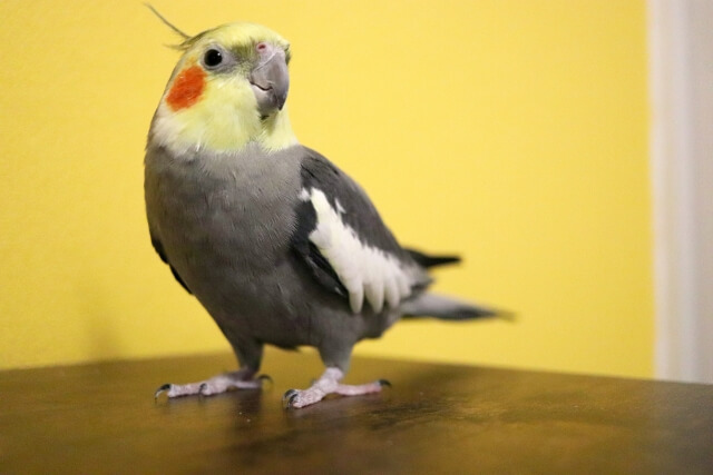 ペットロスは鳥が一番