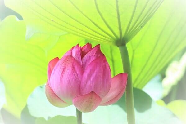 海洋散骨の後悔