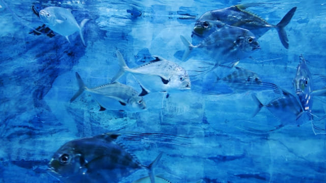 静岡の海洋散骨